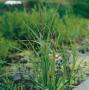 Carex riparia p9