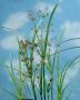 Cyperus longus h20-p9