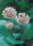 Allium karataviense p9