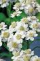 Achillea ptarmica p9