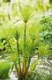 Cyperus percamenthus h30-p18