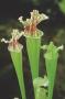 Sarracenia leucophylla p9