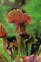 Sarracenia maroon h20-p9