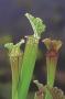 Sarracenia stevensii p9