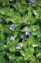 Bacopa caroliniana p18