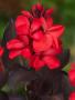 Canna red p18