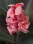 Canna pink p18
