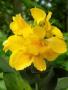 Canna yellow p18