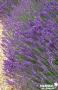 LAVANDULA angustifolia 'Hidcote' FF TFE C4.5L