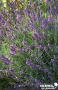 LAVANDULA angustifolia 'Twickel Purple' FF C4.5L