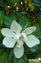 Magnolia Grandiflora Galissoniensis Sol-C25L