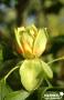 LIRIODENDRON tulipifera FF BALIV C15L