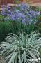AGAPANTHUS 'Notfred' Silver Moon® C4.5L