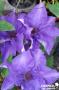 CLEMATIS 'The President' FF PALIS C4L