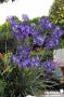 Agapanthus Northern Star Tfe-C10L