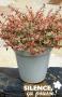 ABELIA grandiflora 'Mincautri' Tricolor Charm® C4.5L