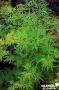 Acer Palmatum Emerald Lace Tfe-C4.5L