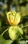 LIRIODENDRON tulipifera BALIV C4.5L