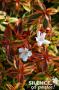 Abelia Grandiflora Kaleidoscope Cov Tfe-C4.5L