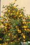 Fremontodendron California Glory 60/80-C3L
