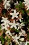 ABELIA grandiflora 'Sherwood' C10L
