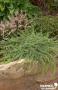 Juniperus Communis Green Carpet C4.5L