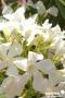 NERIUM oleander blanc FF 10/12BR C15L