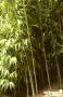 PHYLLOSTACHYS BISSETTI 5/8BR-100/150-C15L