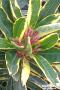 NERIUM oleander 'Variegatum' 6/8BR 60/80 C7L