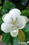 MAGNOLIA grandiflora 'Francois Treyve' 80/100 C10L