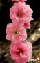 Pecher Persica Taoflora® Pink Baliv-C10L