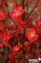 Pecher Persica Taoflora® Red Flr-Fr-Baliv-C10L