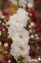 PECHER persica Taoflora® White FF BALIV C10L