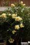 Nerium Oleander Jne C5L