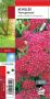 ACHILLEA millefolium 'Pomegranate' rouge G8 JARDIN