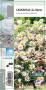 ANACYCLUS pyrethrum Depressus blanc G8 JARDIN&ROCAILLE