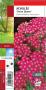 ACHILLEA millefolium 'Cerise Queen' G8