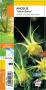AQUILEGIA chrysantha 'Yellow Queen' jaune G8 JARDIN