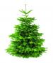 Abies Nordmanniana Extra-125/150-Cpe