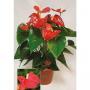 ANTHURIUM grandi Flora Rouge H60 P17