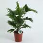Livistona rotundifolia h60-p17