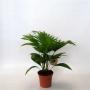 LIVISTONA rotundifolia H45 P14