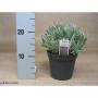 LAVANDULA angustifolia H20 P14