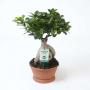 Ficus Ginseng Ramif-H45-Cpeø20