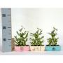 LUCKY bamboo Small Triangle H20 P12