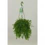 PEPEROMIA isabelle H30 SUSPØ14