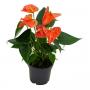 Anthurium grandiflora orange 4/5flr-h35-p12