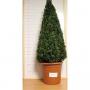 BUXUS sempervirens PYR-H80 H100 P29