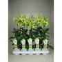 Dendrobium anna green 1tg-h60-p11