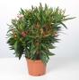 NERIUM oleander 3P H65 P19